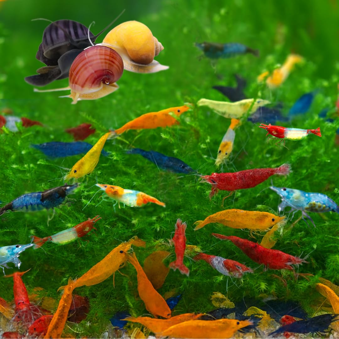 Swimming Creatures™ Freshwater Aquarium Shrimp - A Perfect Combo to Brighten Your Aquarium! (20 Mixed + 4 Assassin Snail)