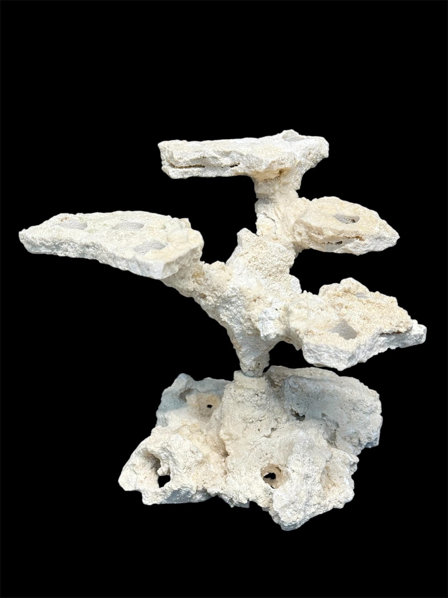 Coral Plug Holder, Natural Rock Frag Coral Growth (Natural White, Medium) - Buy The Sea Aquatics