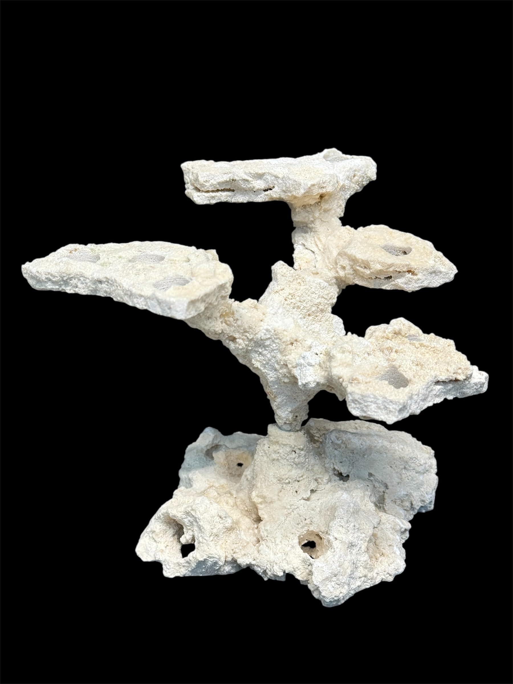 Coral Plug Holder, Natural Rock Frag Coral Growth (Natural White, Medium) - Buy The Sea Aquatics