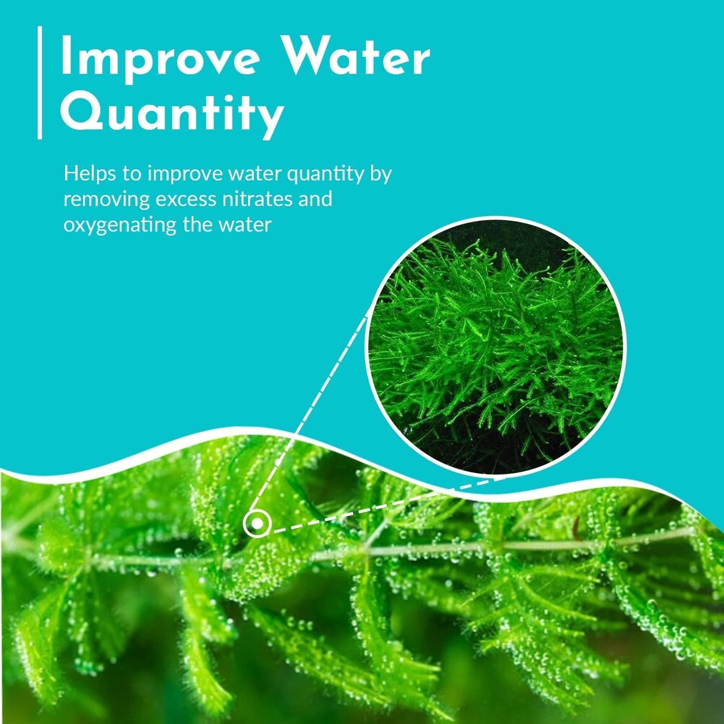 Live Fish Aquarium Plants - Hornwort Coontail - Floating or Rooted, Excellent Oxygenator, Perfect for Ponds or Aquariums, Great for Baby Fish, Guppy Grass Substitute