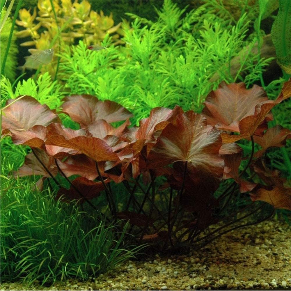 10 Plus Red Root Floater Plants Phyllanthus fluitans Floating Pond Plant Live Aquarium Floating Plants Create Shade and Hiding for Your Fish and Other inhabitants