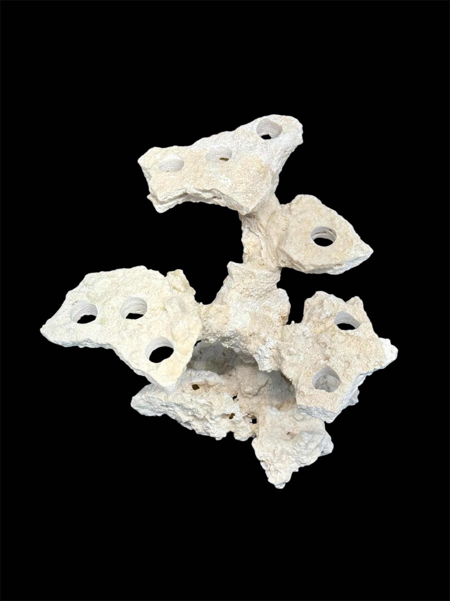 Coral Plug Holder, Natural Rock Frag Coral Growth (Natural White, Medium) - Buy The Sea Aquatics