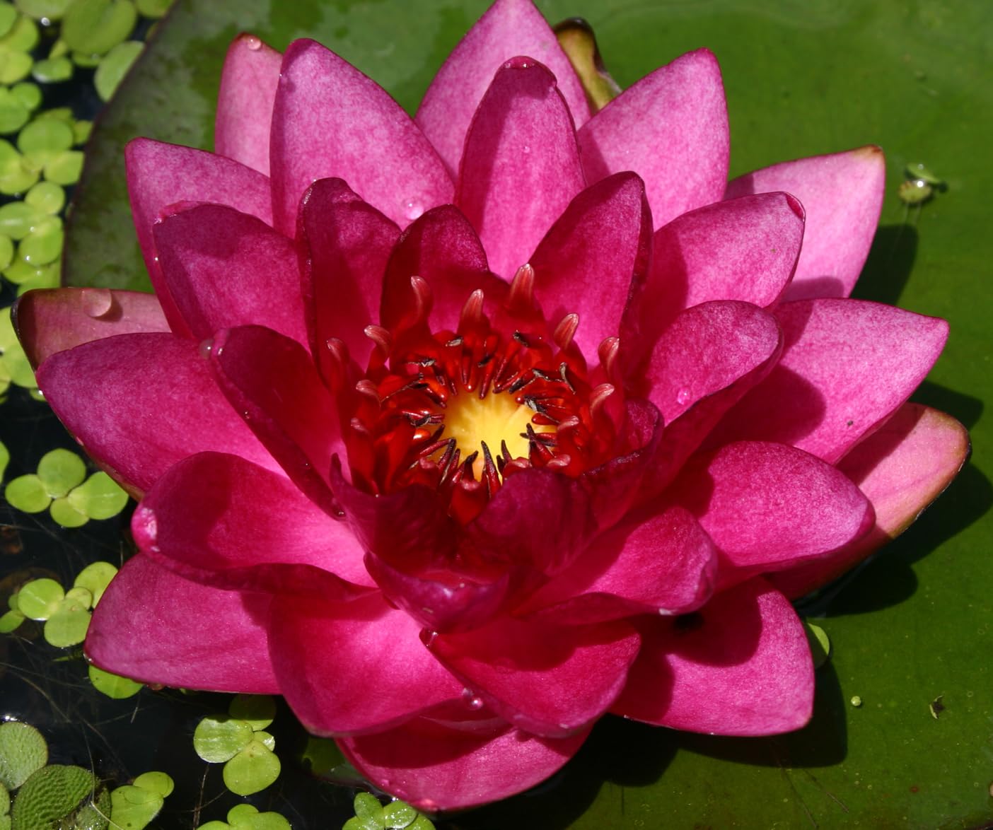 10 Plus Red Root Floater Plants Phyllanthus fluitans Floating Pond Plant Live Aquarium Floating Plants Create Shade and Hiding for Your Fish and Other inhabitants