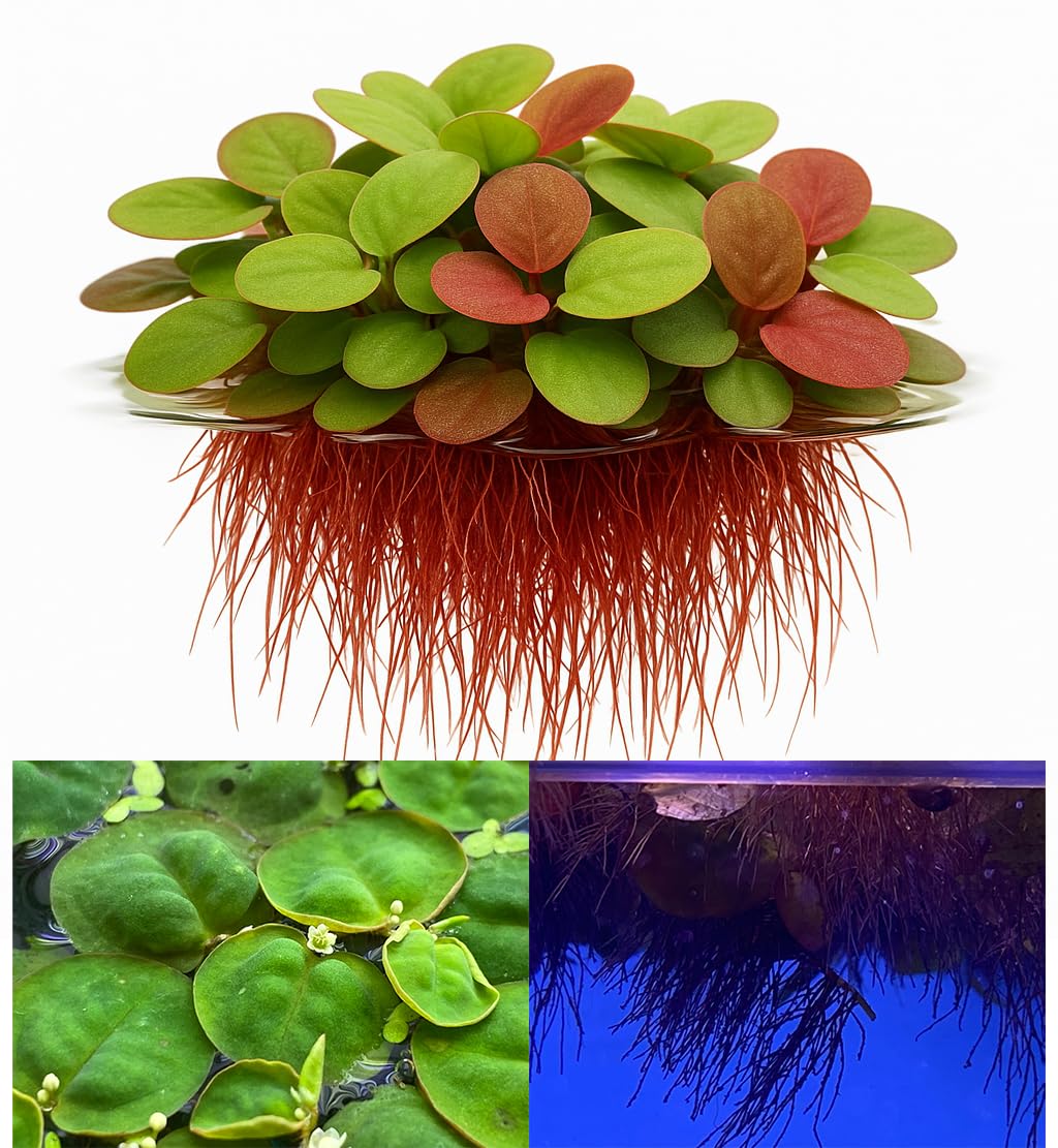 10 Plus Red Root Floater Plants Phyllanthus fluitans Floating Pond Plant Live Aquarium Floating Plants Create Shade and Hiding for Your Fish and Other inhabitants