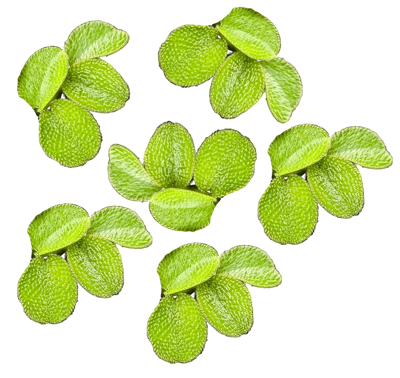 10 Plus Red Root Floater Plants Phyllanthus fluitans Floating Pond Plant Live Aquarium Floating Plants Create Shade and Hiding for Your Fish and Other inhabitants