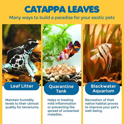 SunGrow 50 pcs Catappa Indian Almond Leaves – 2” Water Conditioner for Betta Fish Tank, Aquarium Leaf for Fish Breeding, Shrimp, Goldfish, Guppy & Frogs