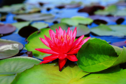 10 Plus Red Root Floater Plants Phyllanthus fluitans Floating Pond Plant Live Aquarium Floating Plants Create Shade and Hiding for Your Fish and Other inhabitants