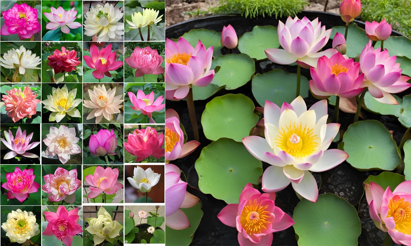 10 Plus Red Root Floater Plants Phyllanthus fluitans Floating Pond Plant Live Aquarium Floating Plants Create Shade and Hiding for Your Fish and Other inhabitants