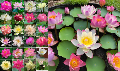 10 Plus Red Root Floater Plants Phyllanthus fluitans Floating Pond Plant Live Aquarium Floating Plants Create Shade and Hiding for Your Fish and Other inhabitants