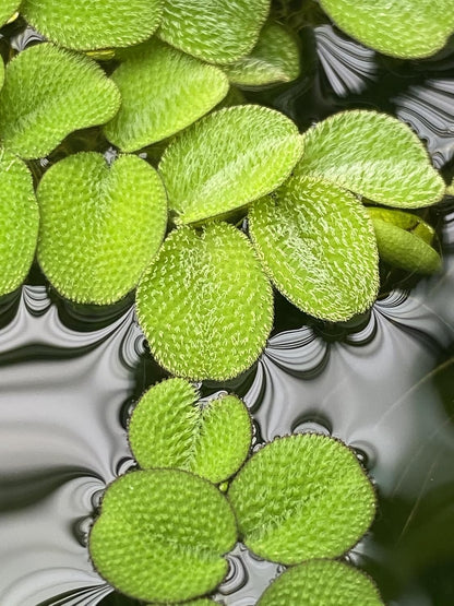 10 Plus Red Root Floater Plants Phyllanthus fluitans Floating Pond Plant Live Aquarium Floating Plants Create Shade and Hiding for Your Fish and Other inhabitants