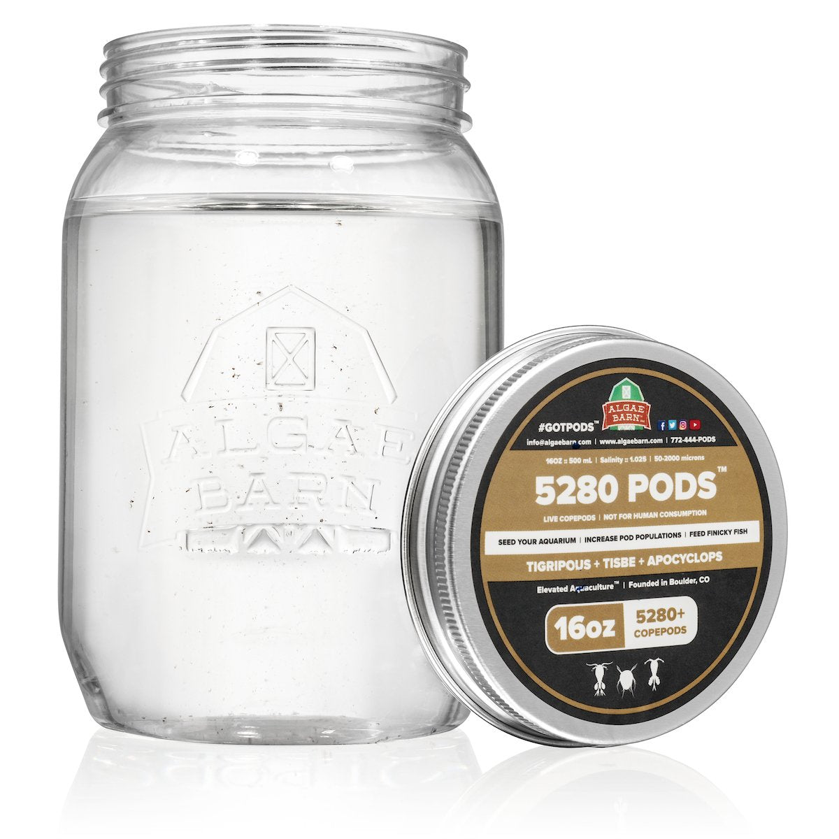 AlgaeBarn 5280 Pods :: Live Copepods :: Three Pod Species Tisbe + Tigriopus + Apocyclops :: Clean Your Tank & Mandarin & Finicky Fish Food (5,280+ Pods) - Buy The Sea Aquatics