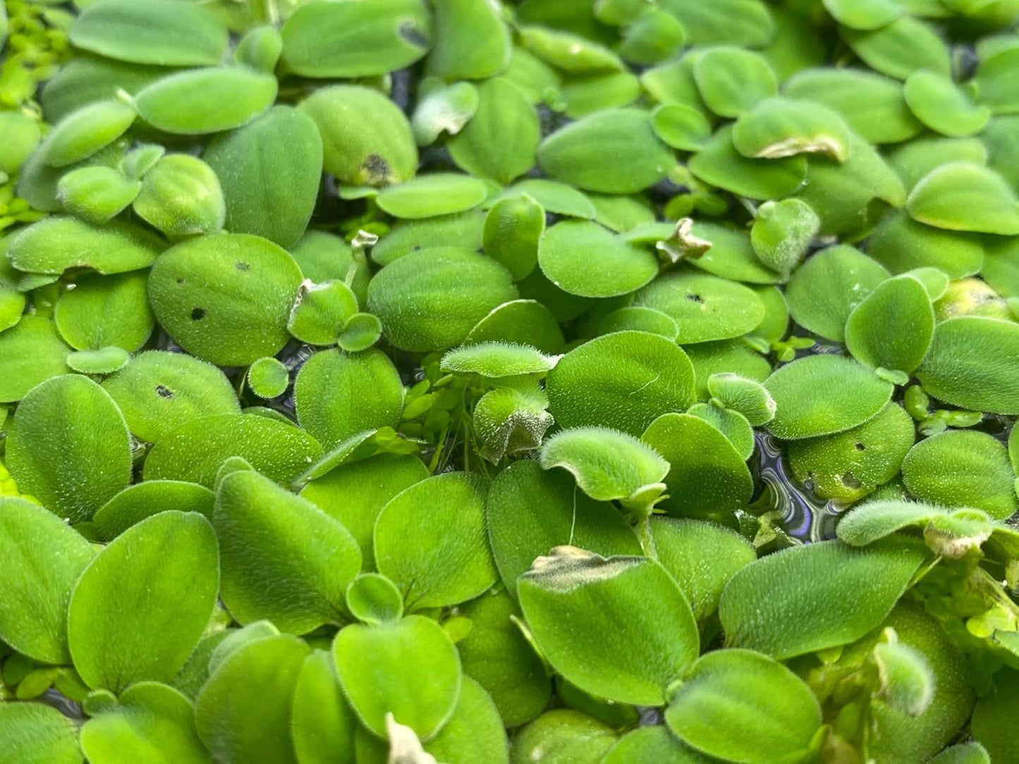 10 Plus Red Root Floater Plants Phyllanthus fluitans Floating Pond Plant Live Aquarium Floating Plants Create Shade and Hiding for Your Fish and Other inhabitants