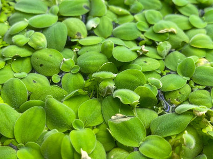 10 Plus Red Root Floater Plants Phyllanthus fluitans Floating Pond Plant Live Aquarium Floating Plants Create Shade and Hiding for Your Fish and Other inhabitants