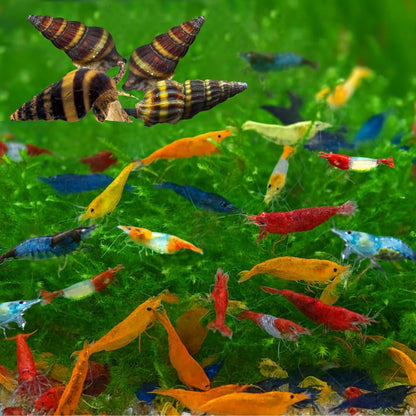 Swimming Creatures™ Freshwater Aquarium Shrimp - A Perfect Combo to Brighten Your Aquarium! (20 Mixed + 4 Assassin Snail)
