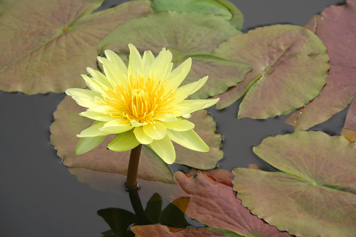 10 Plus Red Root Floater Plants Phyllanthus fluitans Floating Pond Plant Live Aquarium Floating Plants Create Shade and Hiding for Your Fish and Other inhabitants