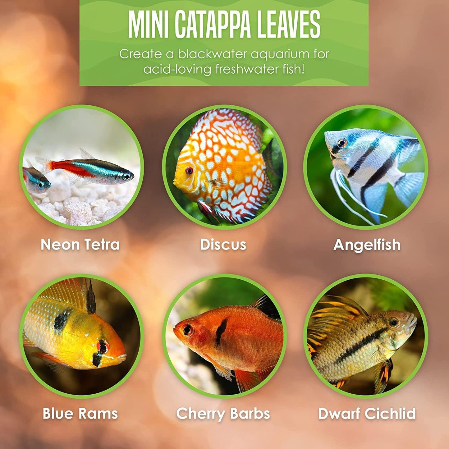 SunGrow 50 pcs Catappa Indian Almond Leaves – 2” Water Conditioner for Betta Fish Tank, Aquarium Leaf for Fish Breeding, Shrimp, Goldfish, Guppy & Frogs