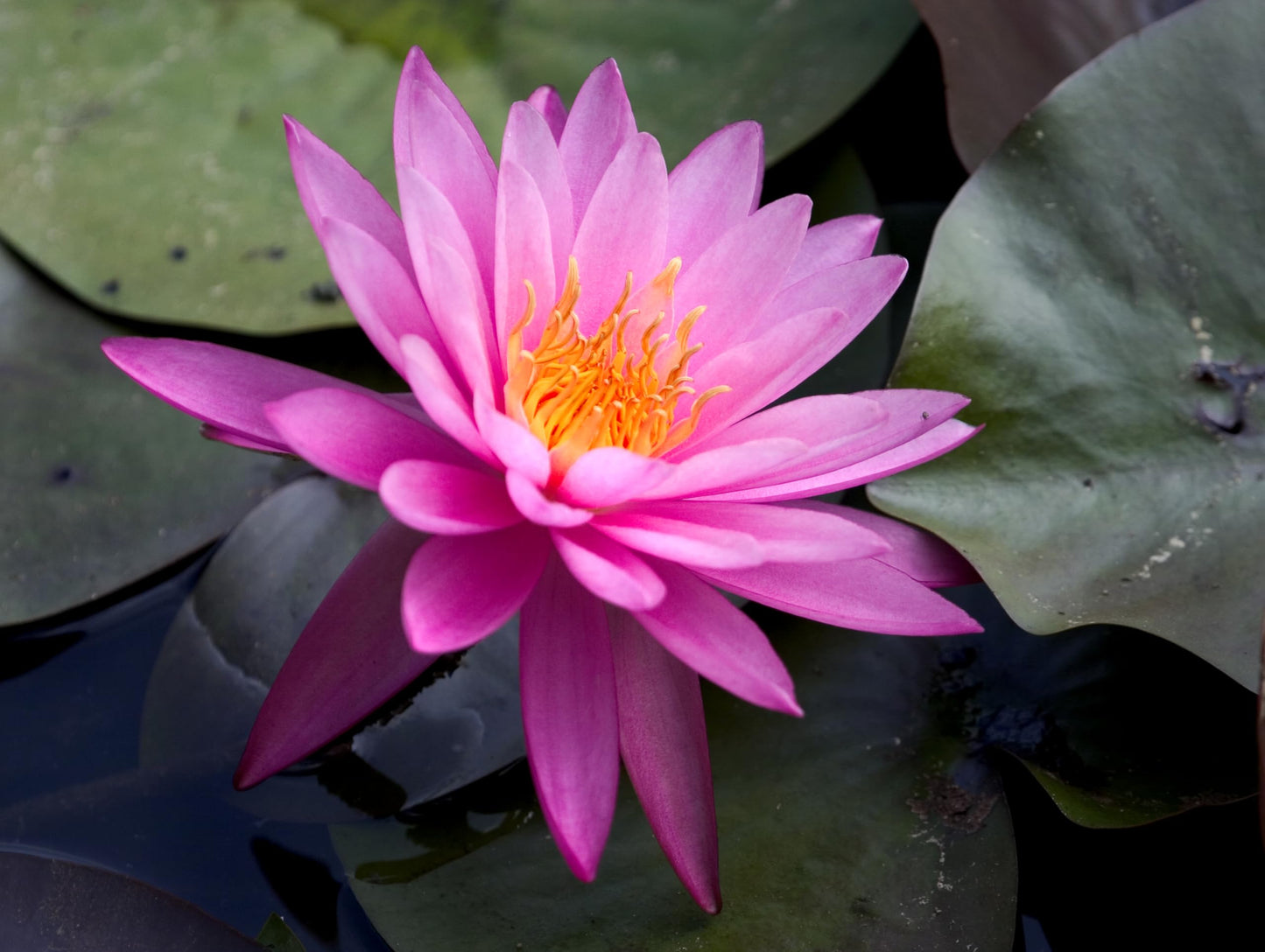 10 Plus Red Root Floater Plants Phyllanthus fluitans Floating Pond Plant Live Aquarium Floating Plants Create Shade and Hiding for Your Fish and Other inhabitants