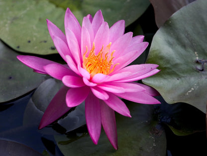 10 Plus Red Root Floater Plants Phyllanthus fluitans Floating Pond Plant Live Aquarium Floating Plants Create Shade and Hiding for Your Fish and Other inhabitants