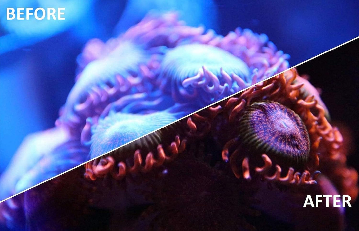 UV Coral Viewing Glasses - Buy The Sea Aquatics