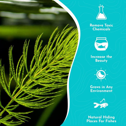 Live Fish Aquarium Plants - Hornwort Coontail - Floating or Rooted, Excellent Oxygenator, Perfect for Ponds or Aquariums, Great for Baby Fish, Guppy Grass Substitute