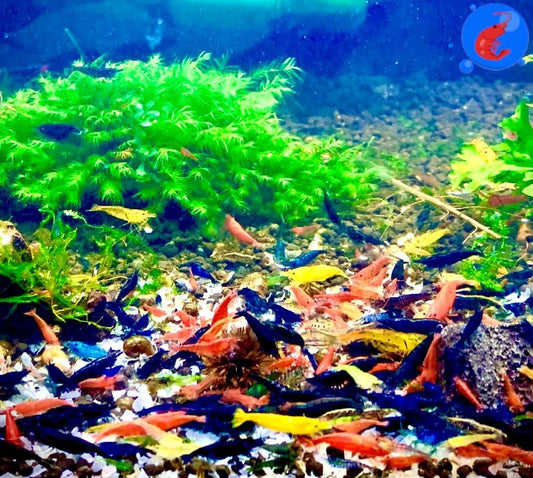 Generic Shrimp Up Aquatics™ 20+ Mixed Color Neocaridina Shrimp Live Freshwater Aquarium Inverts Live Arrival! Mixed - Buy The Sea Aquatics