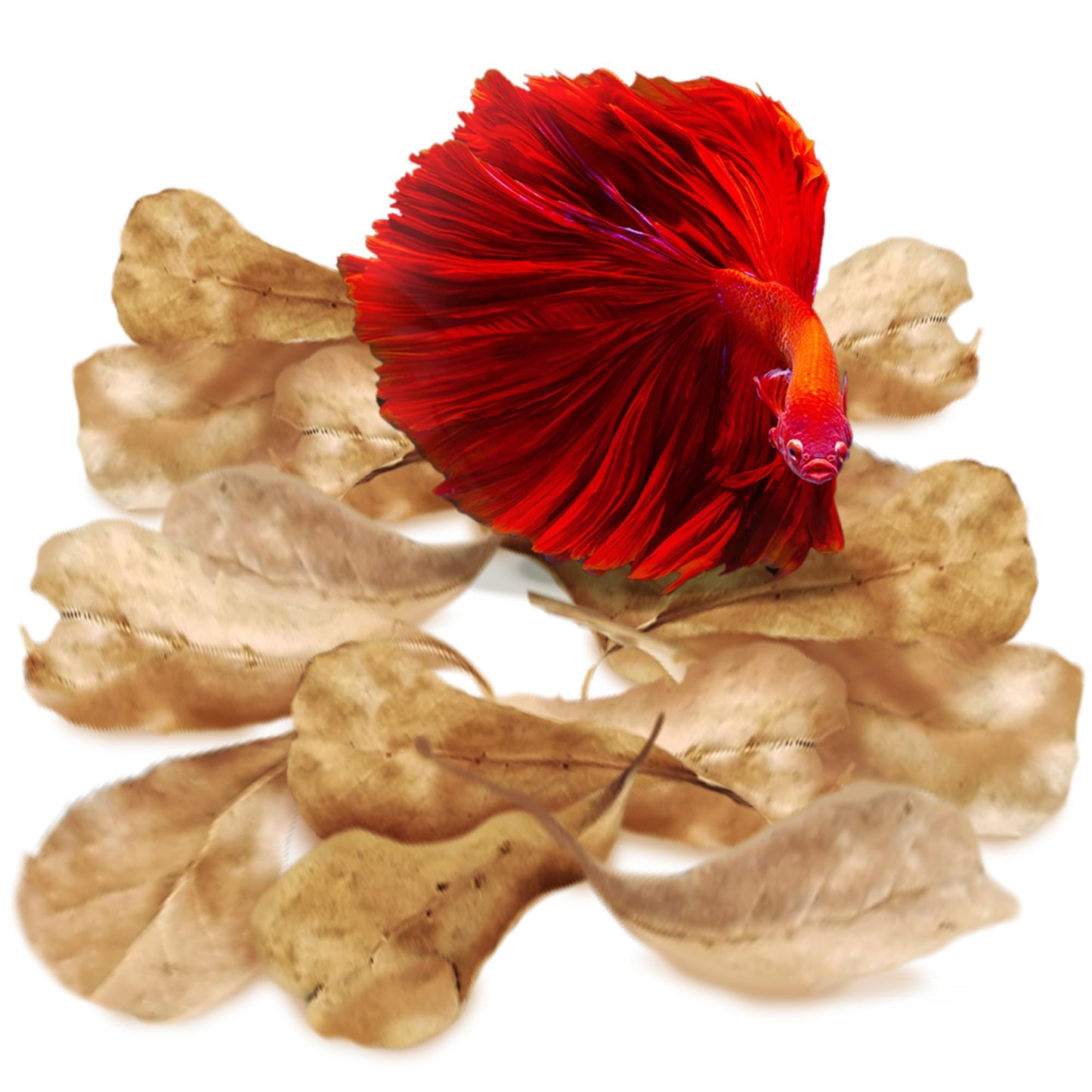 SunGrow 50 pcs Catappa Indian Almond Leaves – 2” Water Conditioner for Betta Fish Tank, Aquarium Leaf for Fish Breeding, Shrimp, Goldfish, Guppy & Frogs