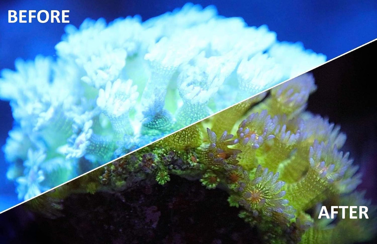 UV Coral Viewing Glasses - Buy The Sea Aquatics