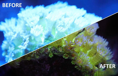 UV Coral Viewing Glasses - Buy The Sea Aquatics