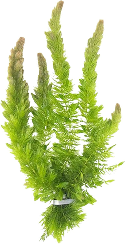 Live Fish Aquarium Plants - Hornwort Coontail - Floating or Rooted, Excellent Oxygenator, Perfect for Ponds or Aquariums, Great for Baby Fish, Guppy Grass Substitute
