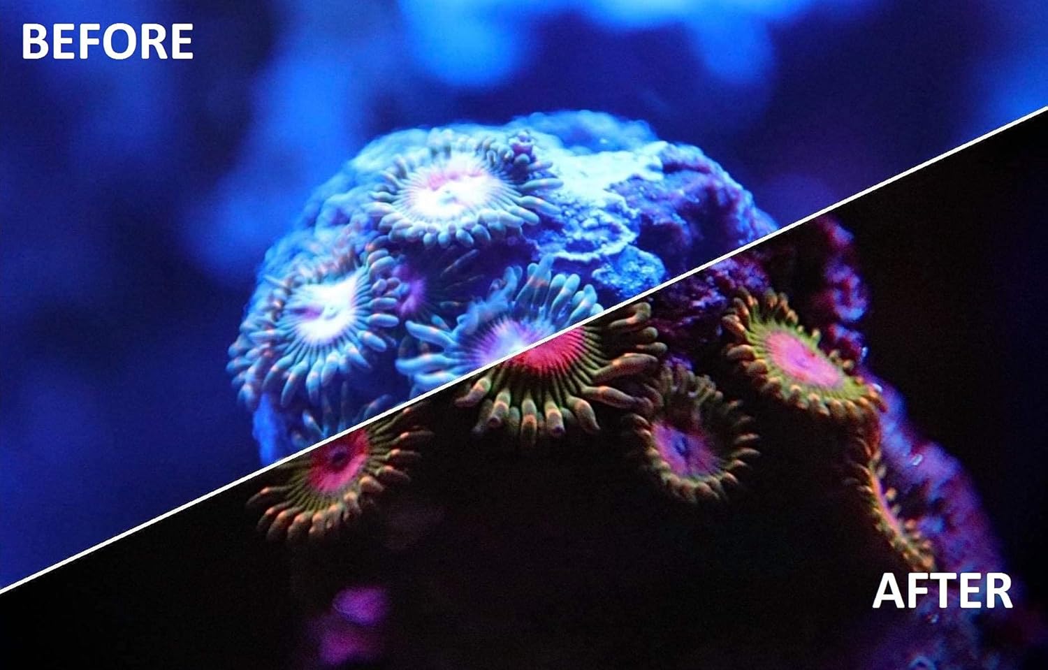 UV Coral Viewing Glasses - Buy The Sea Aquatics