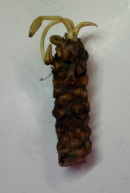 10 Plus Red Root Floater Plants Phyllanthus fluitans Floating Pond Plant Live Aquarium Floating Plants Create Shade and Hiding for Your Fish and Other inhabitants
