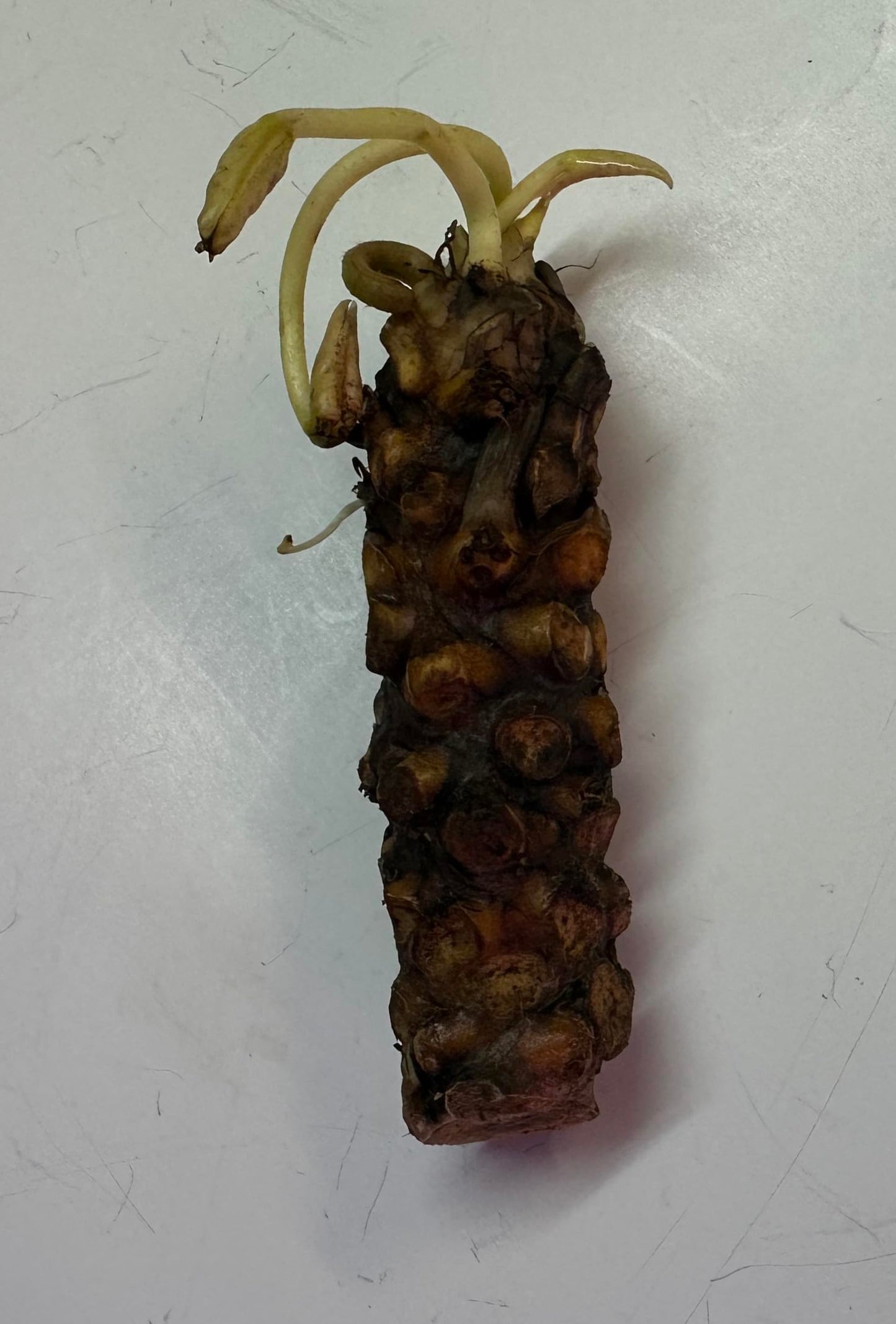 10 Plus Red Root Floater Plants Phyllanthus fluitans Floating Pond Plant Live Aquarium Floating Plants Create Shade and Hiding for Your Fish and Other inhabitants
