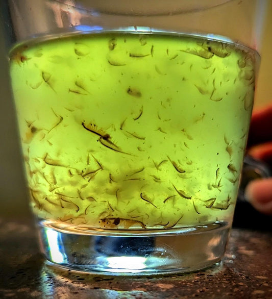 Live Brine Shrimp by Demeter Bio, 12.5g Mixed Size brine Shrimp Shipped in 32oz of Liquid - Arrive Alive Guarantee - Buy The Sea Aquatics
