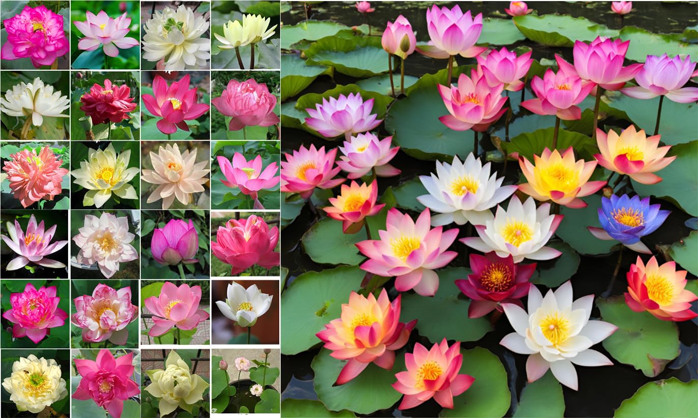 10 Plus Red Root Floater Plants Phyllanthus fluitans Floating Pond Plant Live Aquarium Floating Plants Create Shade and Hiding for Your Fish and Other inhabitants