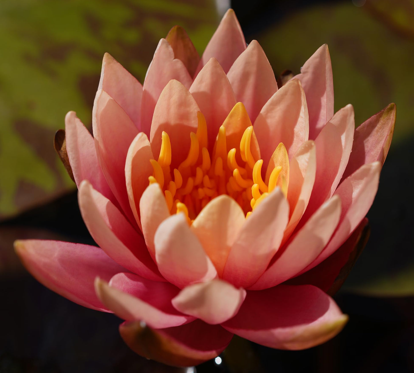 10 Plus Red Root Floater Plants Phyllanthus fluitans Floating Pond Plant Live Aquarium Floating Plants Create Shade and Hiding for Your Fish and Other inhabitants