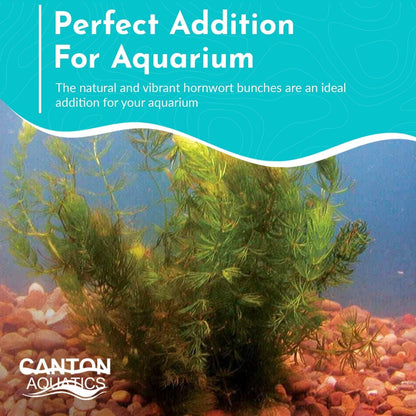 Live Fish Aquarium Plants - Hornwort Coontail - Floating or Rooted, Excellent Oxygenator, Perfect for Ponds or Aquariums, Great for Baby Fish, Guppy Grass Substitute