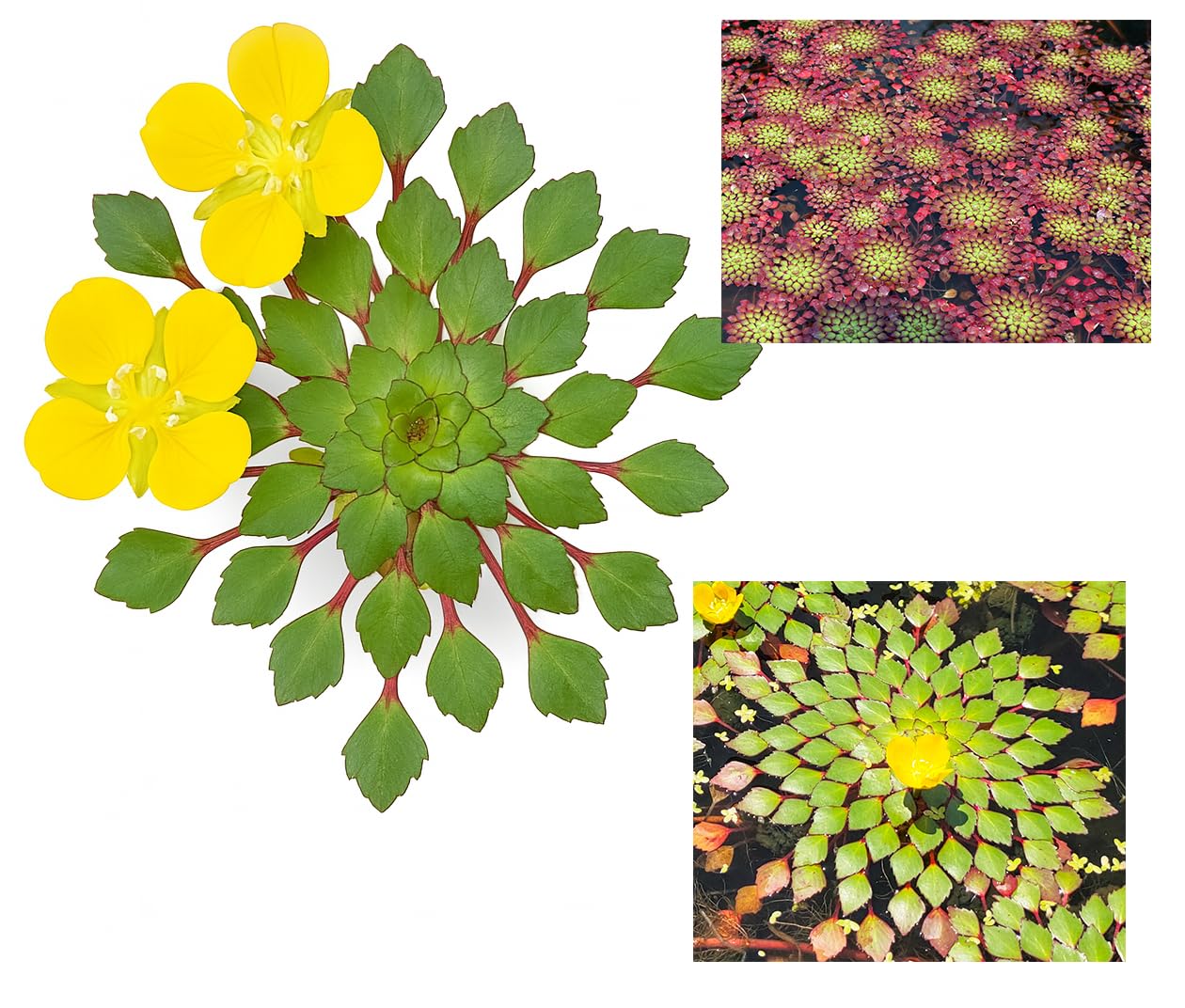 10 Plus Red Root Floater Plants Phyllanthus fluitans Floating Pond Plant Live Aquarium Floating Plants Create Shade and Hiding for Your Fish and Other inhabitants