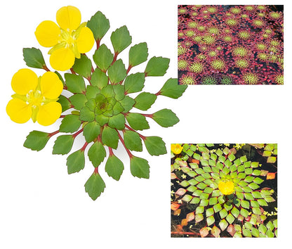 10 Plus Red Root Floater Plants Phyllanthus fluitans Floating Pond Plant Live Aquarium Floating Plants Create Shade and Hiding for Your Fish and Other inhabitants
