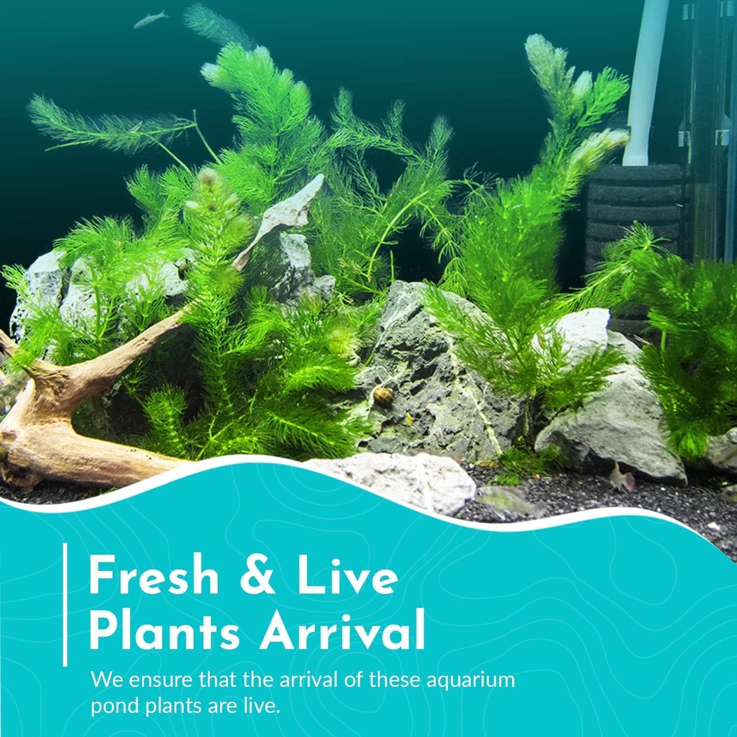 Live Fish Aquarium Plants - Hornwort Coontail - Floating or Rooted, Excellent Oxygenator, Perfect for Ponds or Aquariums, Great for Baby Fish, Guppy Grass Substitute