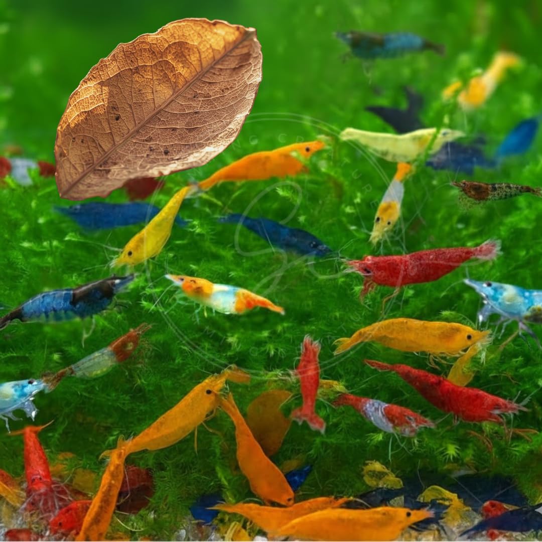 Swimming Creatures™ Freshwater Aquarium Shrimp - A Perfect Combo to Brighten Your Aquarium! (20 Mixed + 4 Assassin Snail)