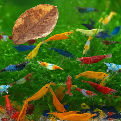 Swimming Creatures™ Freshwater Aquarium Shrimp - A Perfect Combo to Brighten Your Aquarium! (20 Mixed + 4 Assassin Snail)