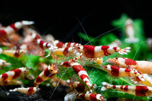 Jungleaquashrimp Crystal Red Shrimp CRS Grade S - SS Live Freshwater Shrimps Aquarium Inverts Caridina Bee Shrimp - "1/4 to 1/2 inch Long" (10 Shrimps (+1)) - Buy The Sea Aquatics