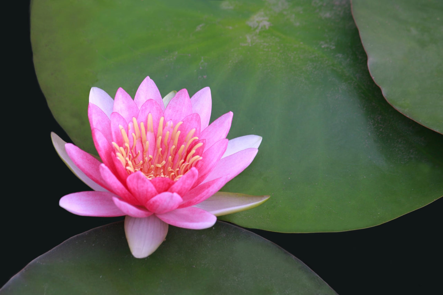 10 Plus Red Root Floater Plants Phyllanthus fluitans Floating Pond Plant Live Aquarium Floating Plants Create Shade and Hiding for Your Fish and Other inhabitants