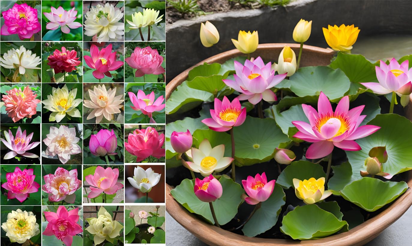 10 Plus Red Root Floater Plants Phyllanthus fluitans Floating Pond Plant Live Aquarium Floating Plants Create Shade and Hiding for Your Fish and Other inhabitants