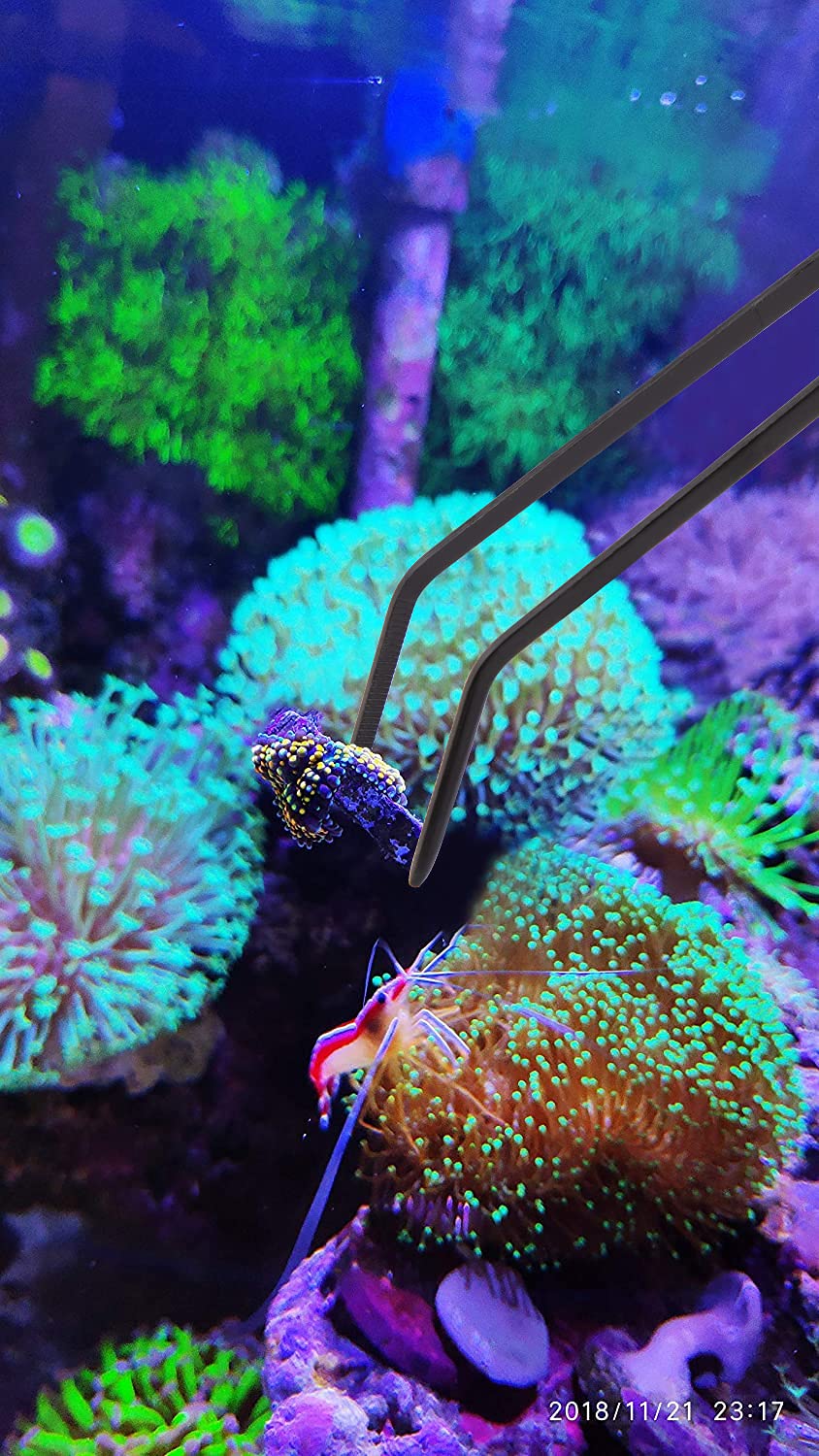 31.5Inch Long Corals Grabber,reefs Feeders,Aquarium Veggie Feedting Tool,Aquarium Food Clip Feeding(Long Reef Grabber and Coral Feeder Kits(Anti-Rust)