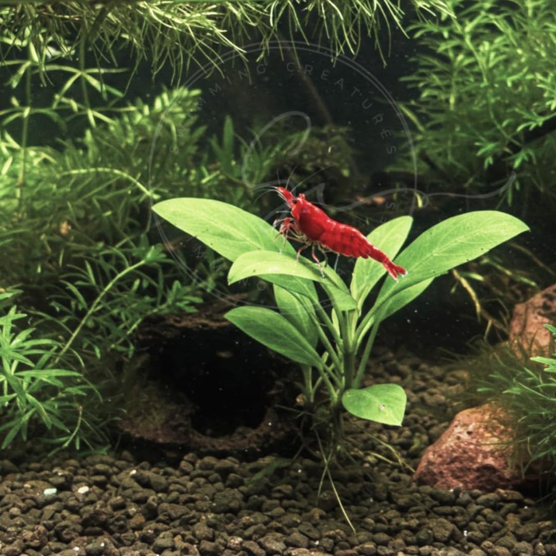 Swimming Creatures™ Freshwater Aquarium Shrimp - A Perfect Combo to Brighten Your Aquarium! (20 Mixed + 4 Assassin Snail)
