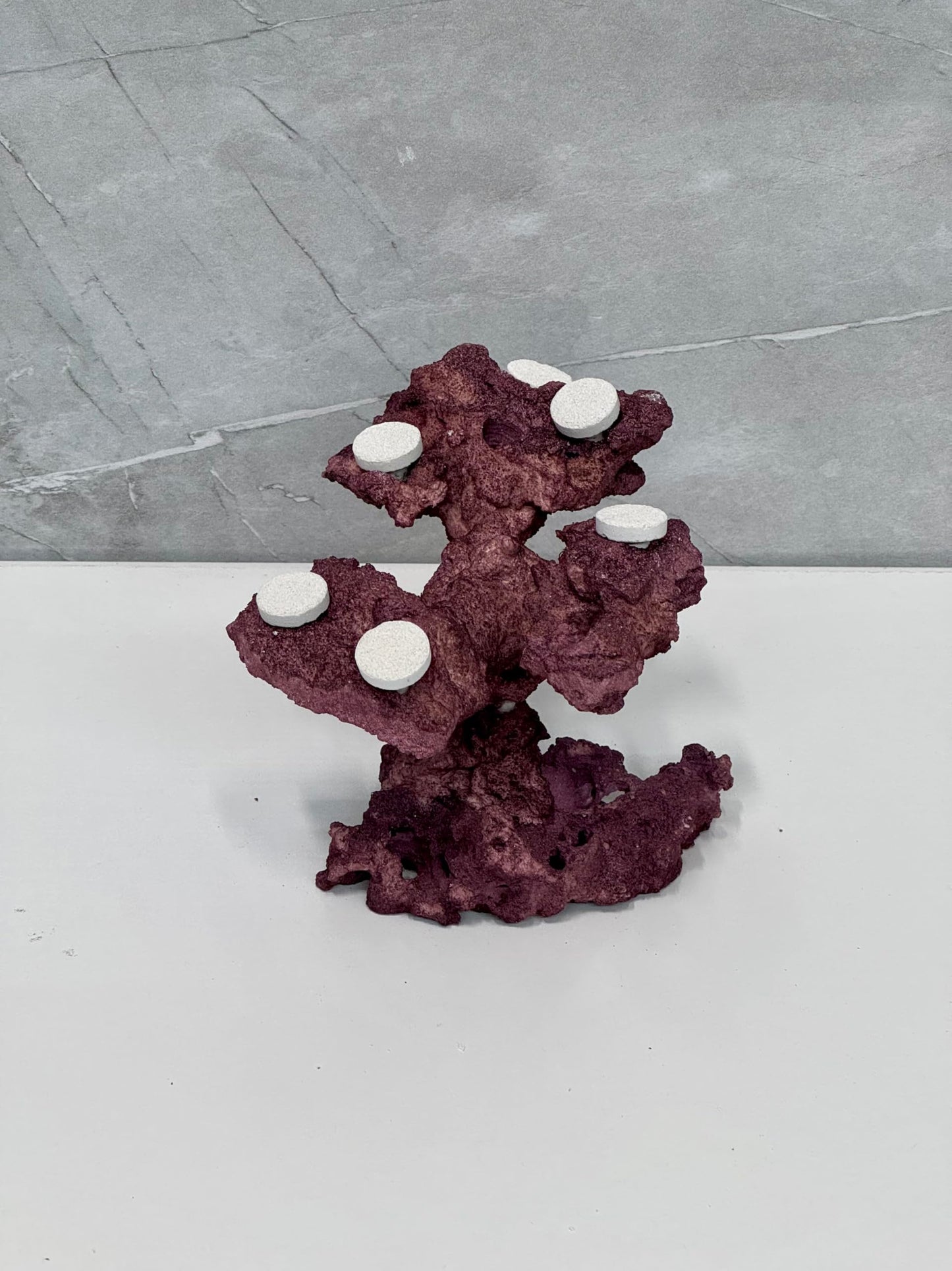 Coral Plug Holder, Natural Rock Frag Coral Growth (Natural White, Medium) - Buy The Sea Aquatics