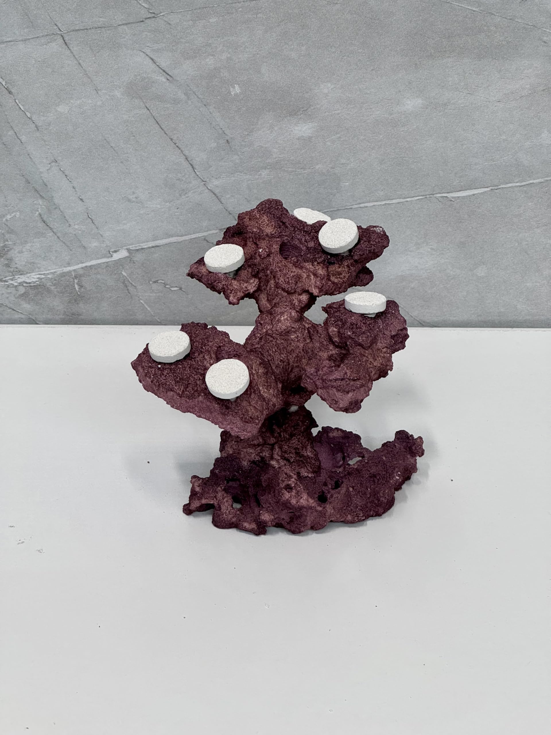 Coral Plug Holder, Natural Rock Frag Coral Growth (Natural White, Medium) - Buy The Sea Aquatics