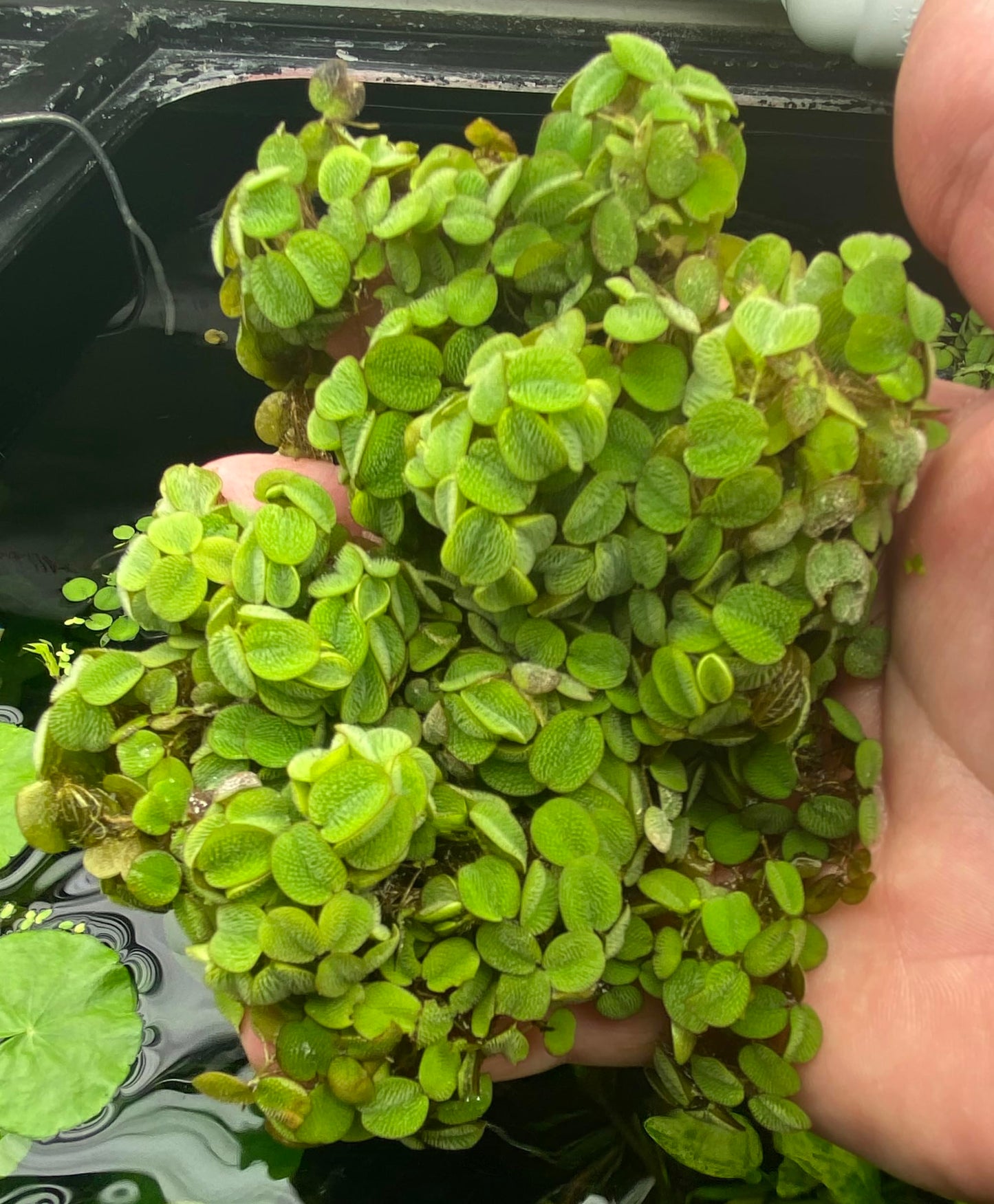 10 Plus Red Root Floater Plants Phyllanthus fluitans Floating Pond Plant Live Aquarium Floating Plants Create Shade and Hiding for Your Fish and Other inhabitants