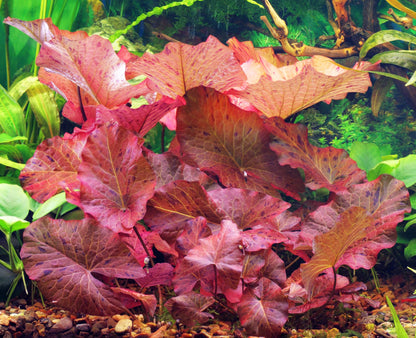 10 Plus Red Root Floater Plants Phyllanthus fluitans Floating Pond Plant Live Aquarium Floating Plants Create Shade and Hiding for Your Fish and Other inhabitants